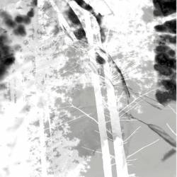 Oaks Of Bethel : Disembodied I